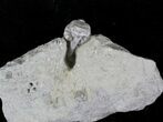 Halysiocrinus Crinoid Fossil - Crawfordsville #20840-3